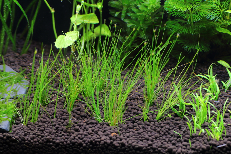 植栽から3日目　ヘアーグラスショート